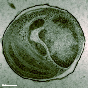 ostreococcus