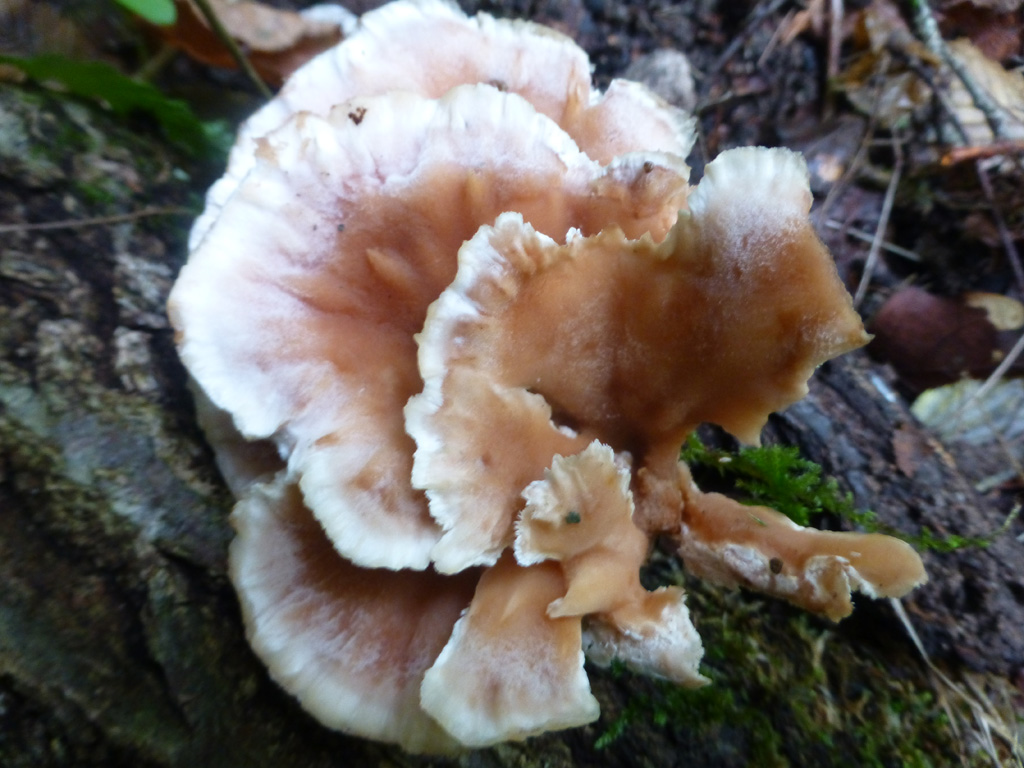 Abortiporus biennis.
Photo credit: Jean-Paul Maurice