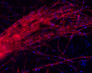 FISH image of A. richmondensis in red, with DAPI-stained DNA from all microbial community members in blue. Field sample from Richmond Mine at Iron Mountain, CA. Picture by Chris Miller 