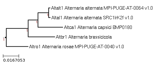 Photo of Alternaria capsici BMP0180