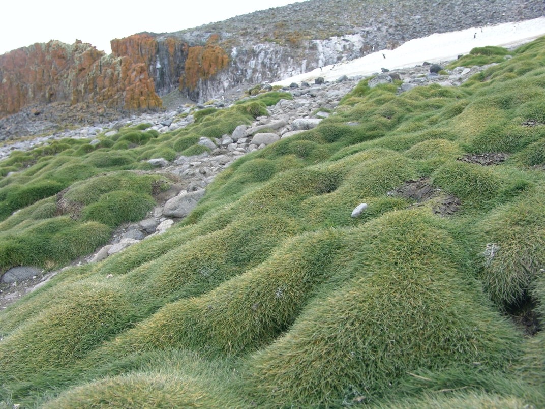 Photo of Antarctomyces sp. UNIPAMPA016 v1.0