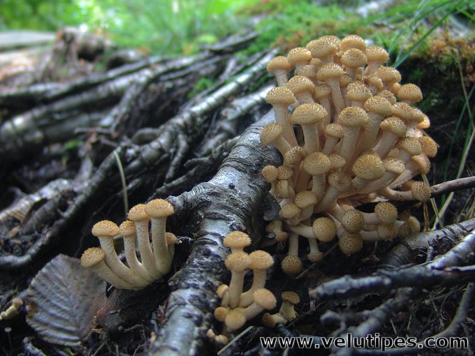 Armillaria borealis fruiting bodies