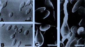 Morphology of A.fermentans as determined by light microscopy (A and B) and scanning electron microscopy (C and D) from Lee et al. (1)
