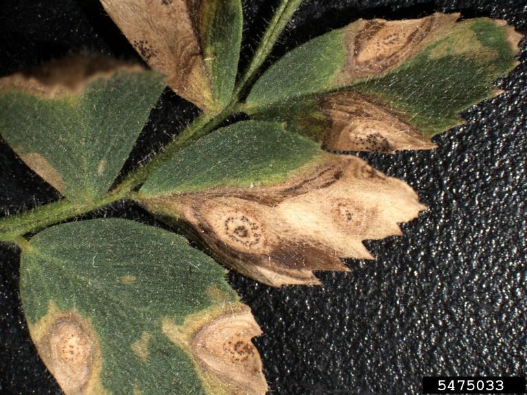 Ascochyta blight of chickpea (Ascochyta rabiei) on chickpea (Cicer arietinum).