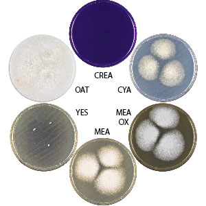 Photo of Aspergillus cejpii CBS 157.66 v1.0