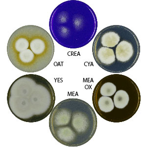 Photo of Aspergillus corrugatus CBS 191.77 v1.0