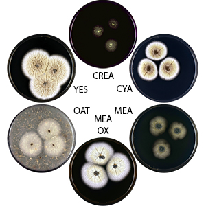 Aspergillus dromiae