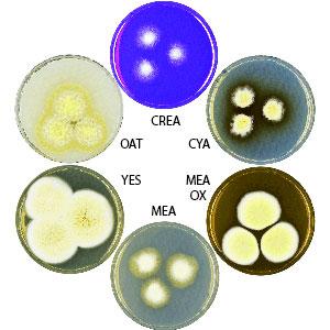 Photo of Aspergillus fructiculosus v1.0