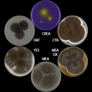 Aspergillus heteromorphus
