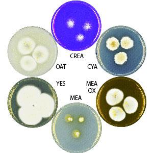 Photo of Aspergillus indicus v2.0