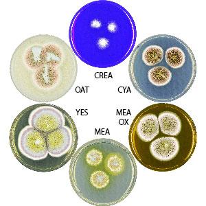 Photo of Aspergillus multicolor v1.0