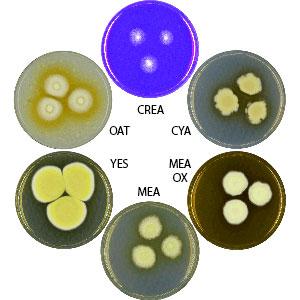 Photo of Aspergillus navahoensis v1.0