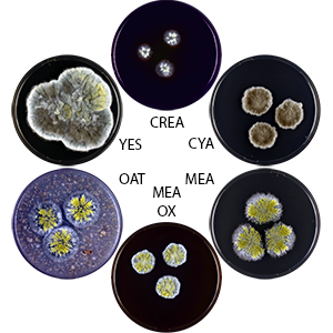 Aspergillus neostromatioides CBS 265.73