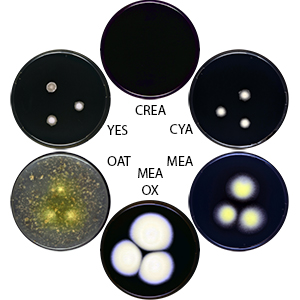 Photo of Aspergillus nutans CBS 121.56 v1.0