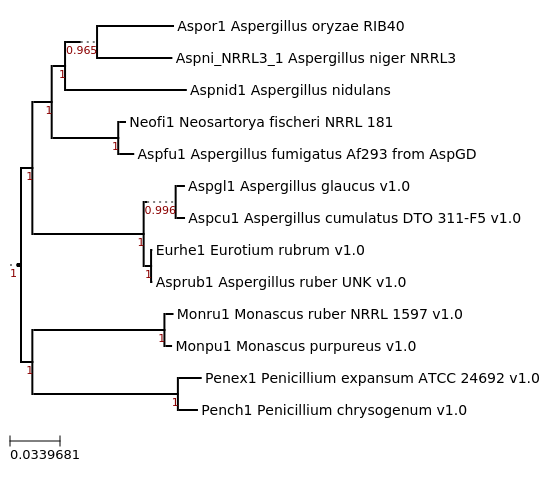 Maximum-Likelihood phylogeny generated by FastTree for Aspergillus ruber UNK and related species
