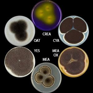 Aspergillus saccharolyticus
