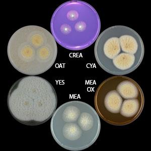 Aspergillus steynii