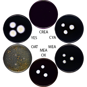 Aspergillus teporis DTO058-E5