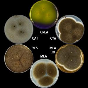 Aspergillus vadensis
