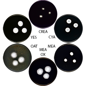 Photo of Aspergillus viridinutans CBS 127.56 v1.0