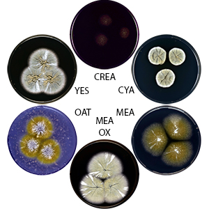 Photo of Aspergillus waksmanii IBT 31900 v1.0