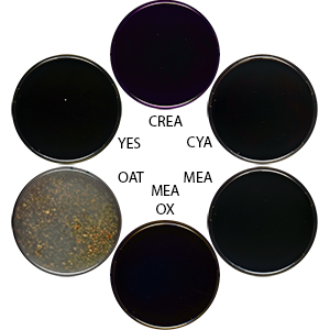 Photo of Aspergillus xerophilus CBS 938.73 v1.0