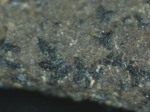 Aulographum hederae hysterothecia