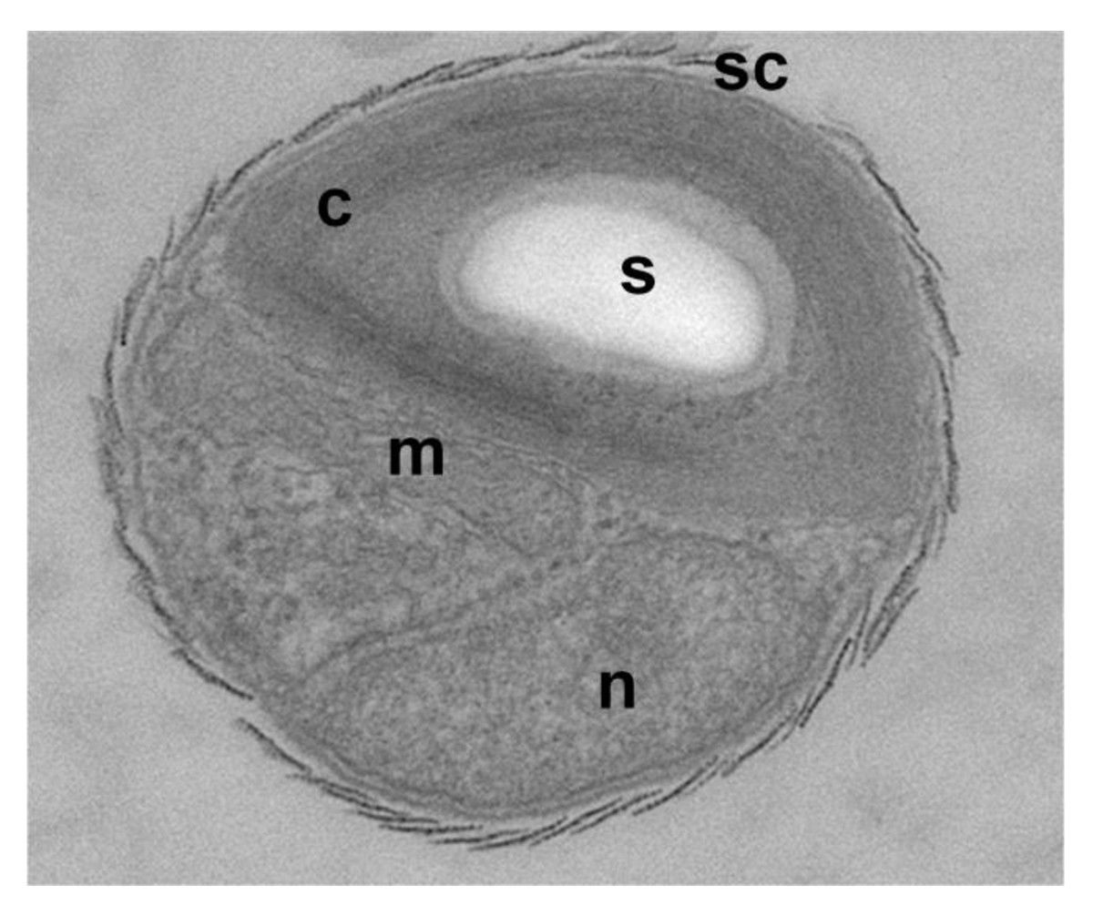 Bathycoccus prasinos RCC1105