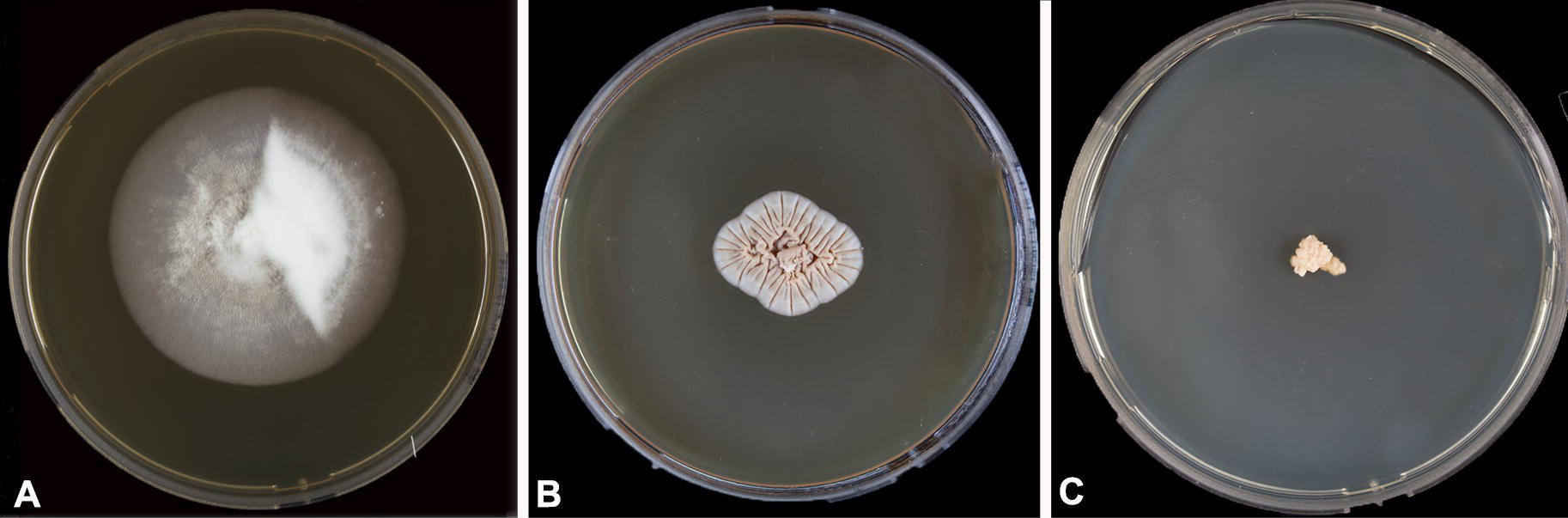 Blastomyces percursus