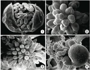 Fig 1) B. trispora sporangia with many sporangiospores. Fig 2-3)
sporangioles with only a few or one sporangiospore. Fig 4)
zygospores on apposed suspensors. Images by Kerry O'Donnell