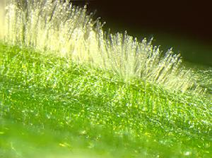 A colony of the barley powdery mildew fungus (Blumeria graminis f. sp. hordei) growing on the leaf surface. The network of hyphae expanding over the leaf surface is visible in the foreground. The erect conidiophores generate masses of airborne conidia visible to the naked eye as a dry powdery mass that is easily dispersed by air currents. Picture by Pietro D. Spanu