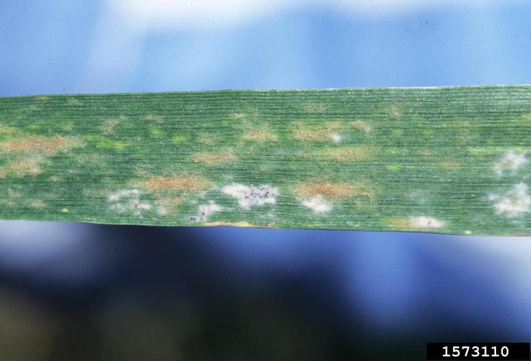 Powdery mildew of wheat.