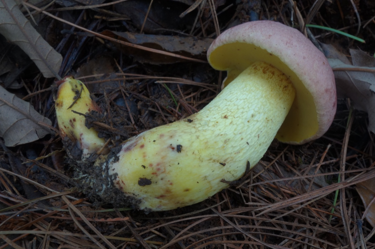 Butyriboletus roseoflavus
