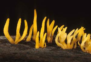 Photo of Calocera cornea v1.0