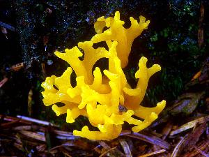 Photo of Calocera viscosa