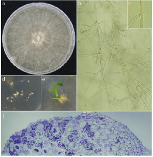 Ceratobasidium sp. anastomosis group I; DN8442
