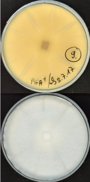 Chaetomium megalocarpum MPI-CAGE-AT-0009 growing in the lab.