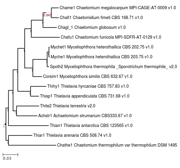 Photo of Chaetomium thermophilum var thermophilum DSM 1495