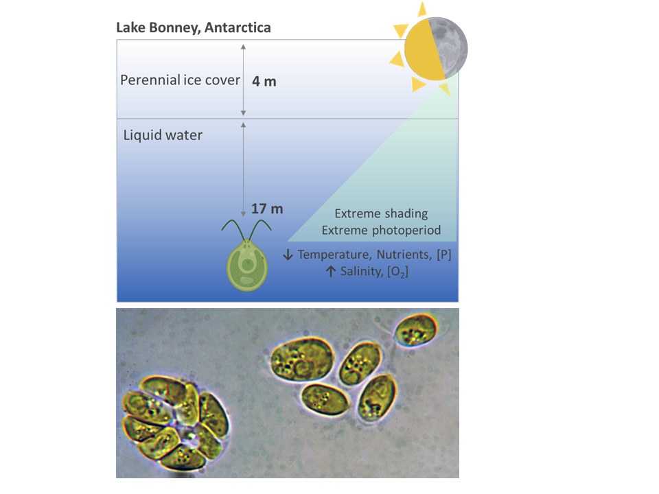 Photo of Chlamydomonas priscuii UWO241