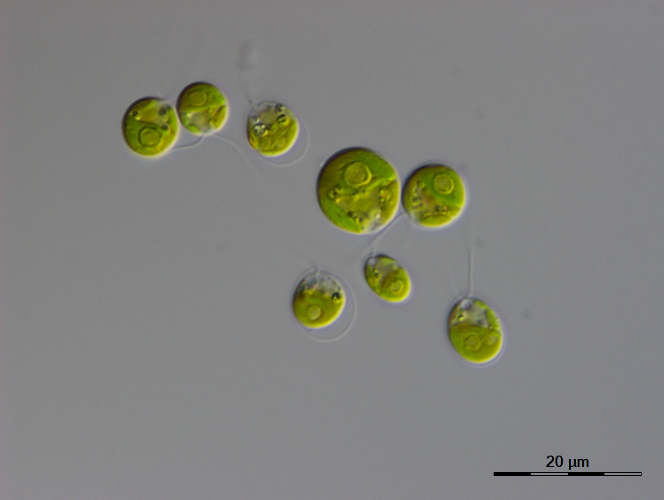 Photo of Chlamydomonas incerta SAG 7.73