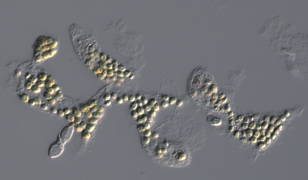 Endodermal epithelial cells of Hydra viridissima A99 showing
intracellular Chlorella sp. A99 cells. Image under CC-BY 4.0 from Hamada,
Mayuko, et al. "Metabolic co-dependence drives the evolutionarily
ancient Hydra-Chlorella symbiosis." Elife 7 (2018): e35122.