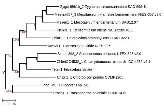 Maximum-Likelihood phylogeny generated by FastTree for Chloropicon primus and other Viridiplantae