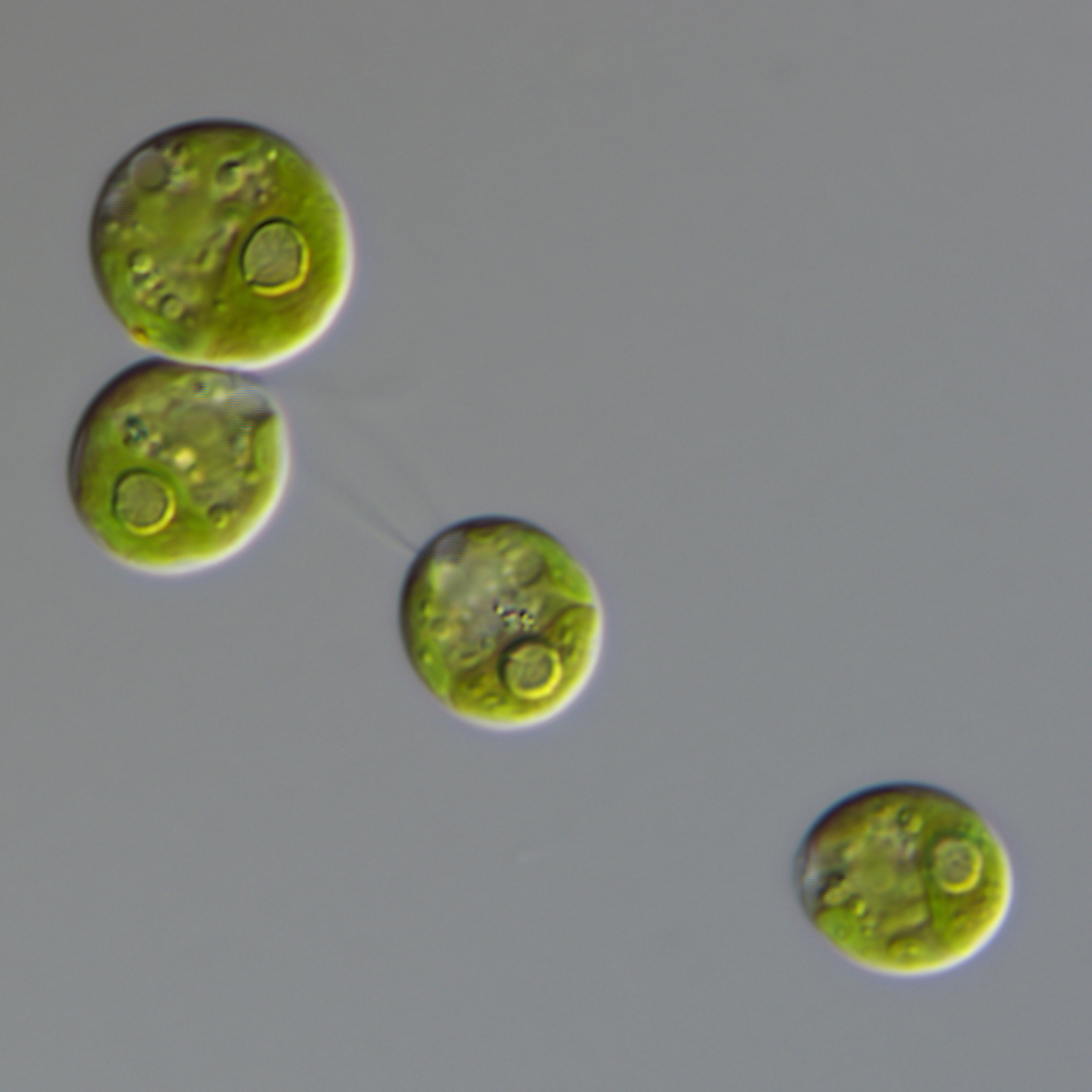 Chlamydomonas reinhardtii [Image courtesy of Thomas Pröschold]