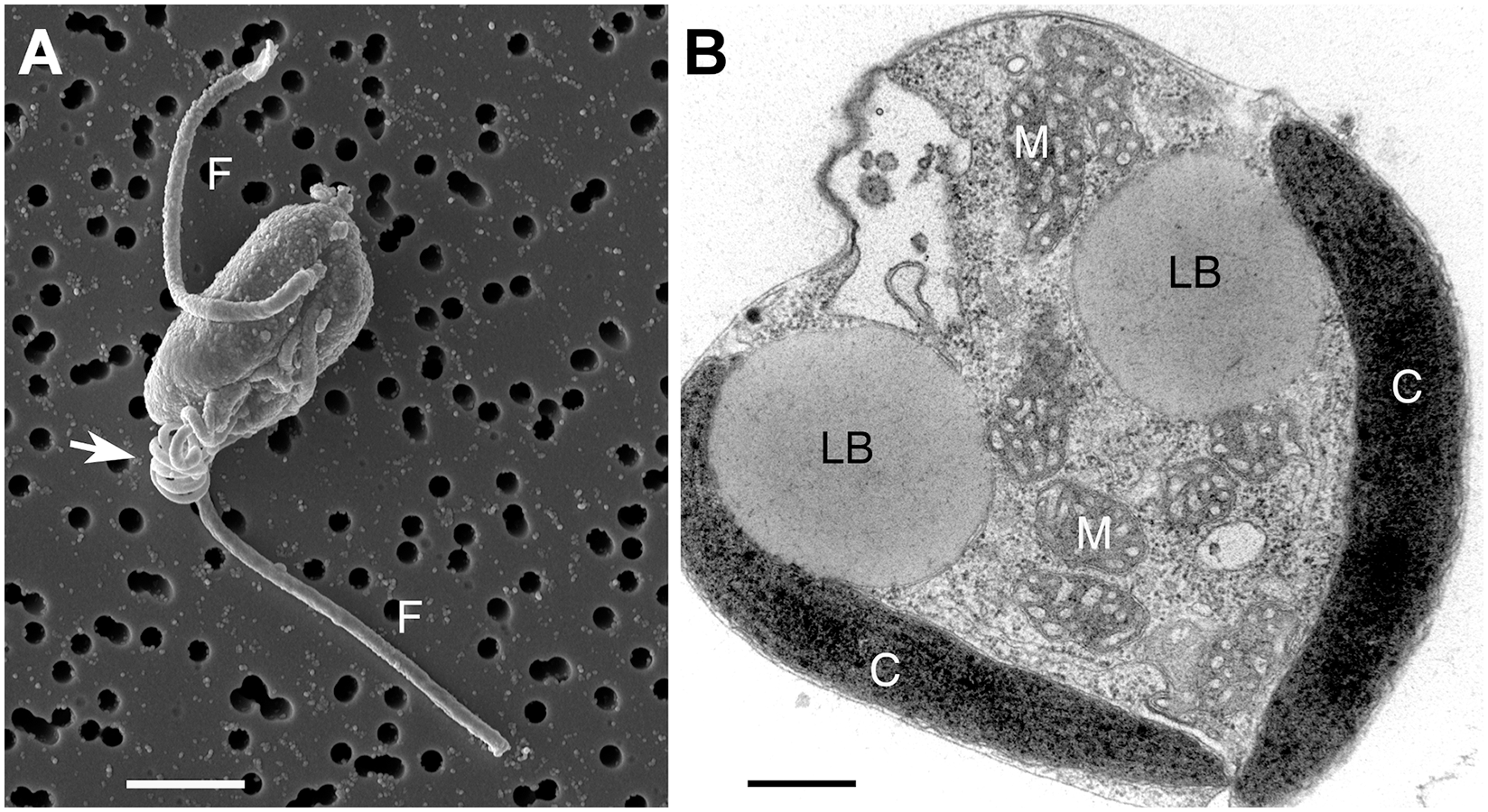 Chrysochromulina tobin cell structure