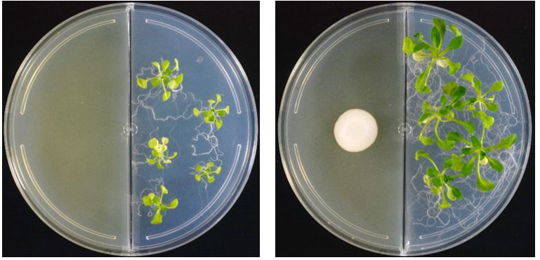 Phenotype produced by the gaseous emissions of Clavispora lusitaniae MJ12 on the growth of Arabidopsis thaliana after 21 days of co-cultivation. 
Left: Control (not inoculated), Right: Inoculated with C. lusitaniae MJ12. Photo credit: Camarena-Pozos, David A.