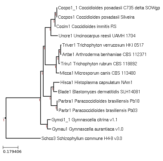 FastTree for Coccidioides posadasii Silveira