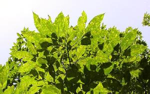 Leaves of a rubber tree (Hevea brasiliensis) infected with Corynespora cassiicola (credits: Laurent Vaysse, CIRAD)