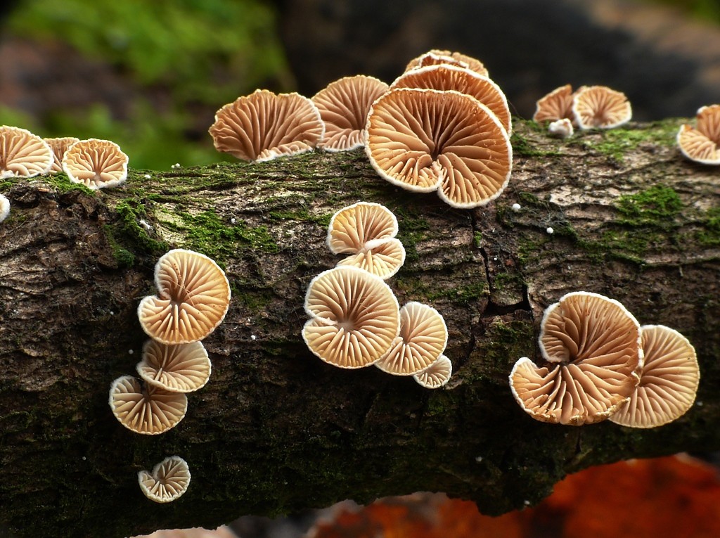 Crepidotus cesatii (Rabenh.) Sacc.