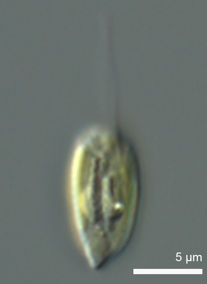 Cryptophyceae sp. CCMP2045
