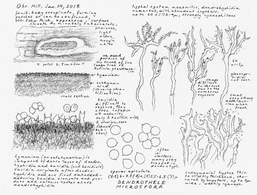 An observation of Dendrothele microspora